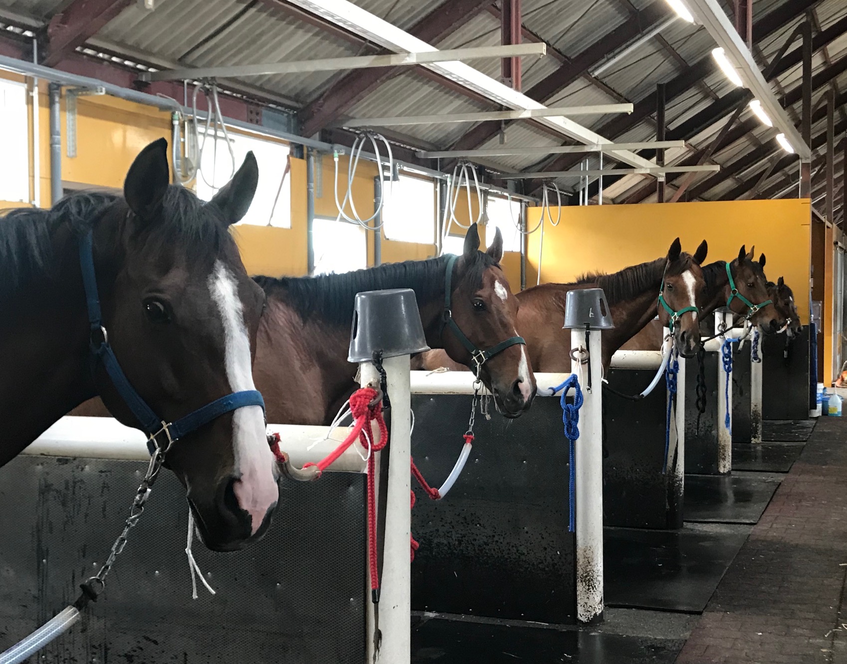 研修馬たち 関西発 馬のお仕事 牧場で働く 厩務員を目指す 湖南馬事センター 研修センター